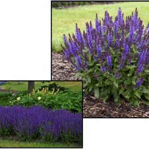 VIOLET RIOT SAGE