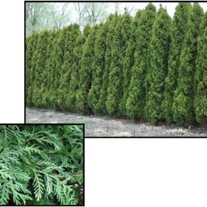 WINTERGREEN ARBORVITAE