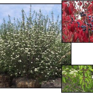 WILSON BLACKHAW VIBURNUM