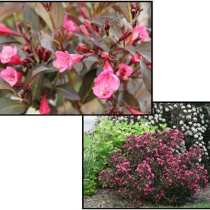 WINE AND ROSES WEIGELA