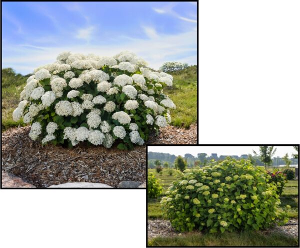 FLOWERFULL® HYDRANGEA