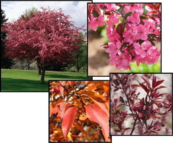SHOW TIME CRABAPPLE