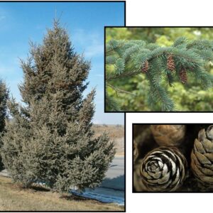 BLACK HILLS SPRUCE