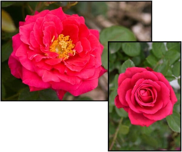 EASY ELEGANCE® ROSE MY GIRL