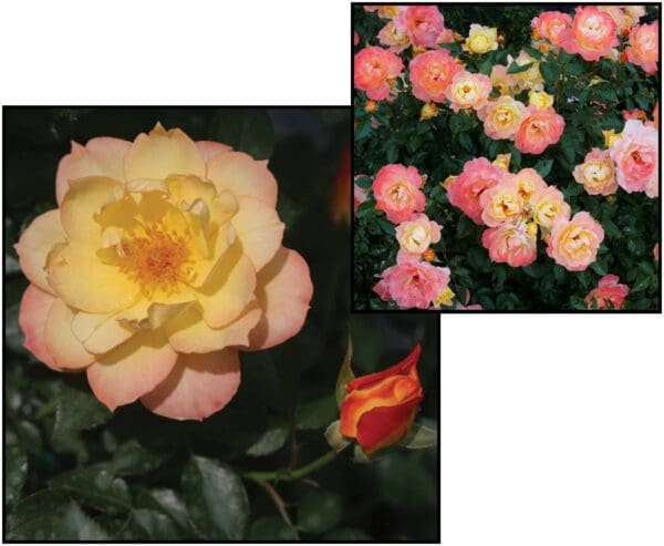 OSO EASY® ROSE ITALIAN ICE