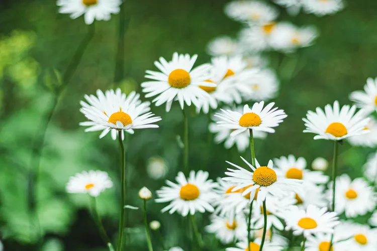 Becky Shasta Daisy