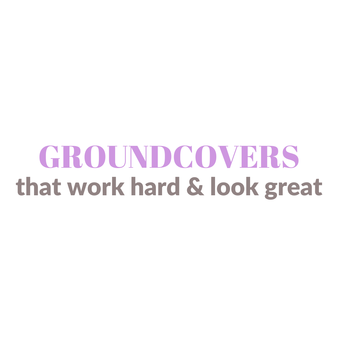 Groundcovers