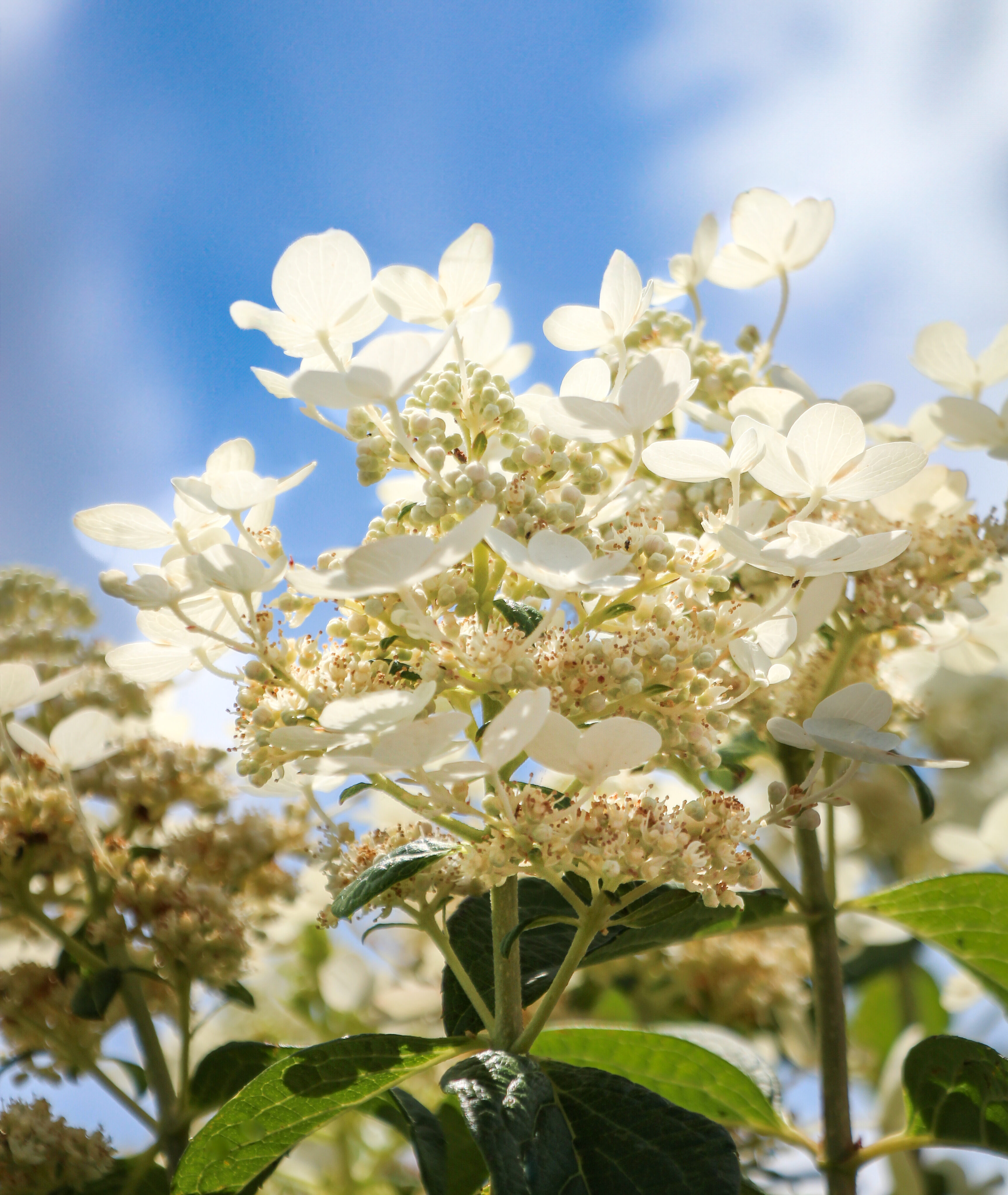 Quickfire Hydrangea Standard 3
