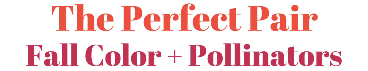 Better Together: Perfect Plant Pairings