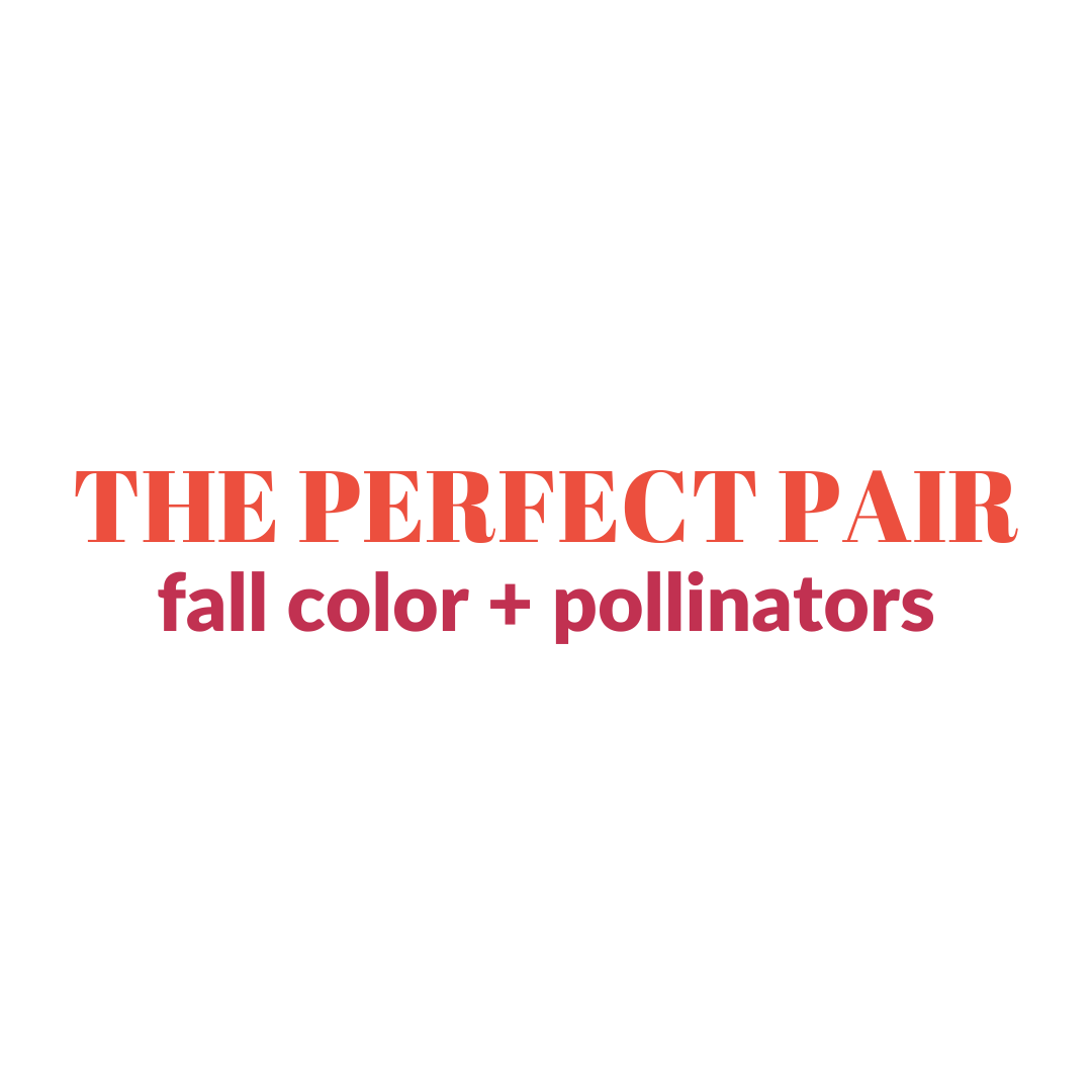 Better Together: Perfect Plant Pairings