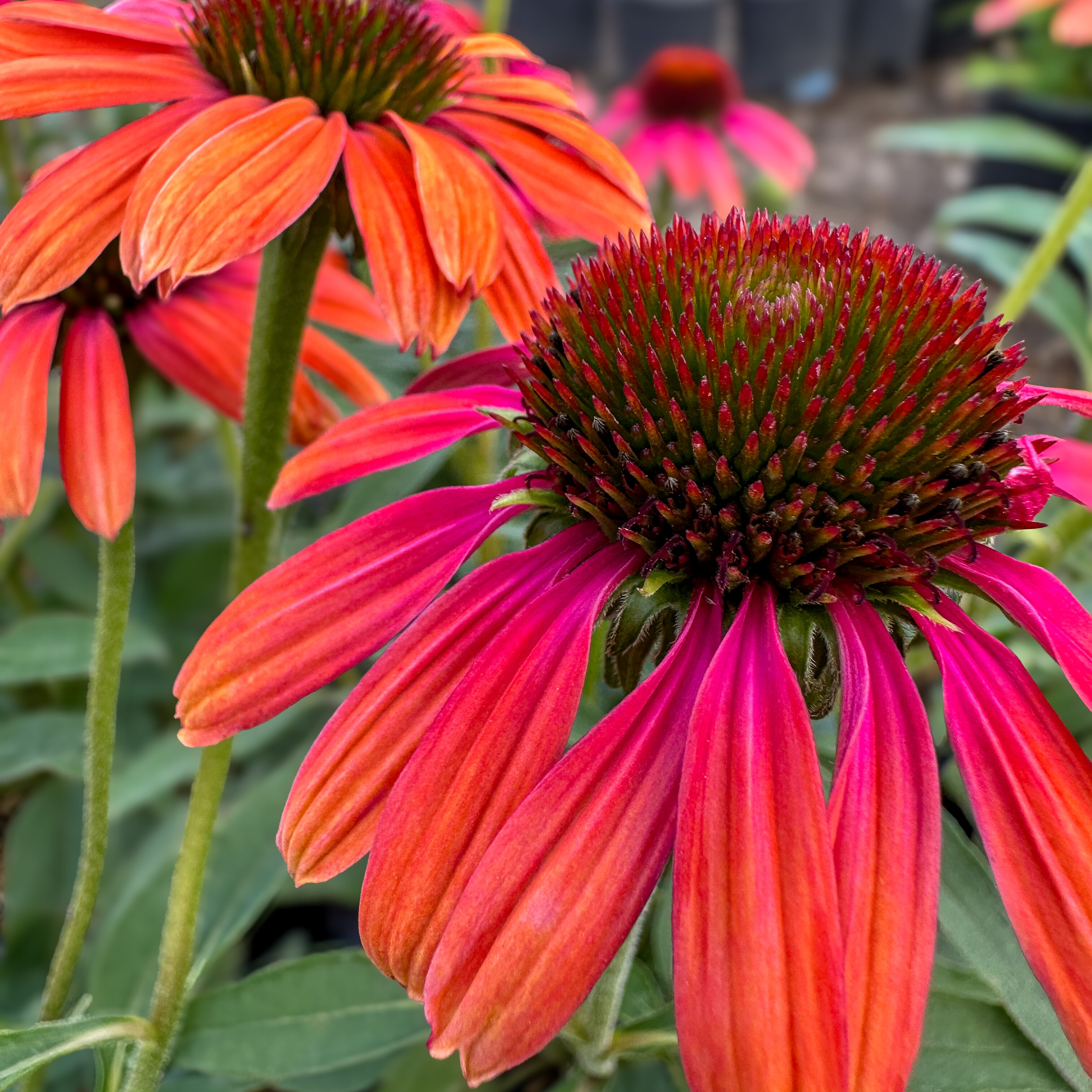 Rainbow Marcella Coneflower 3