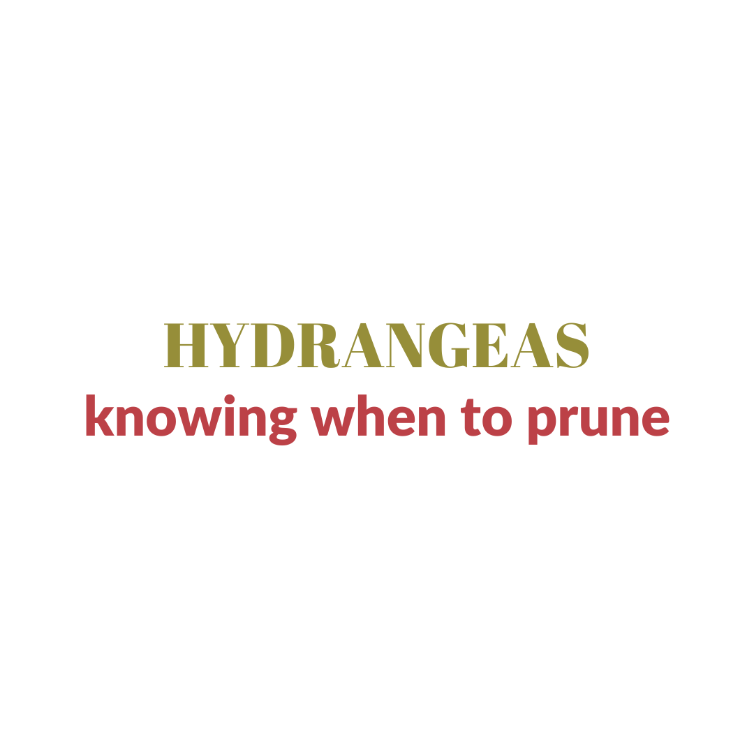 Read more about the article How to Prune Hydrangeas (Without Losing Next Year’s Blooms)