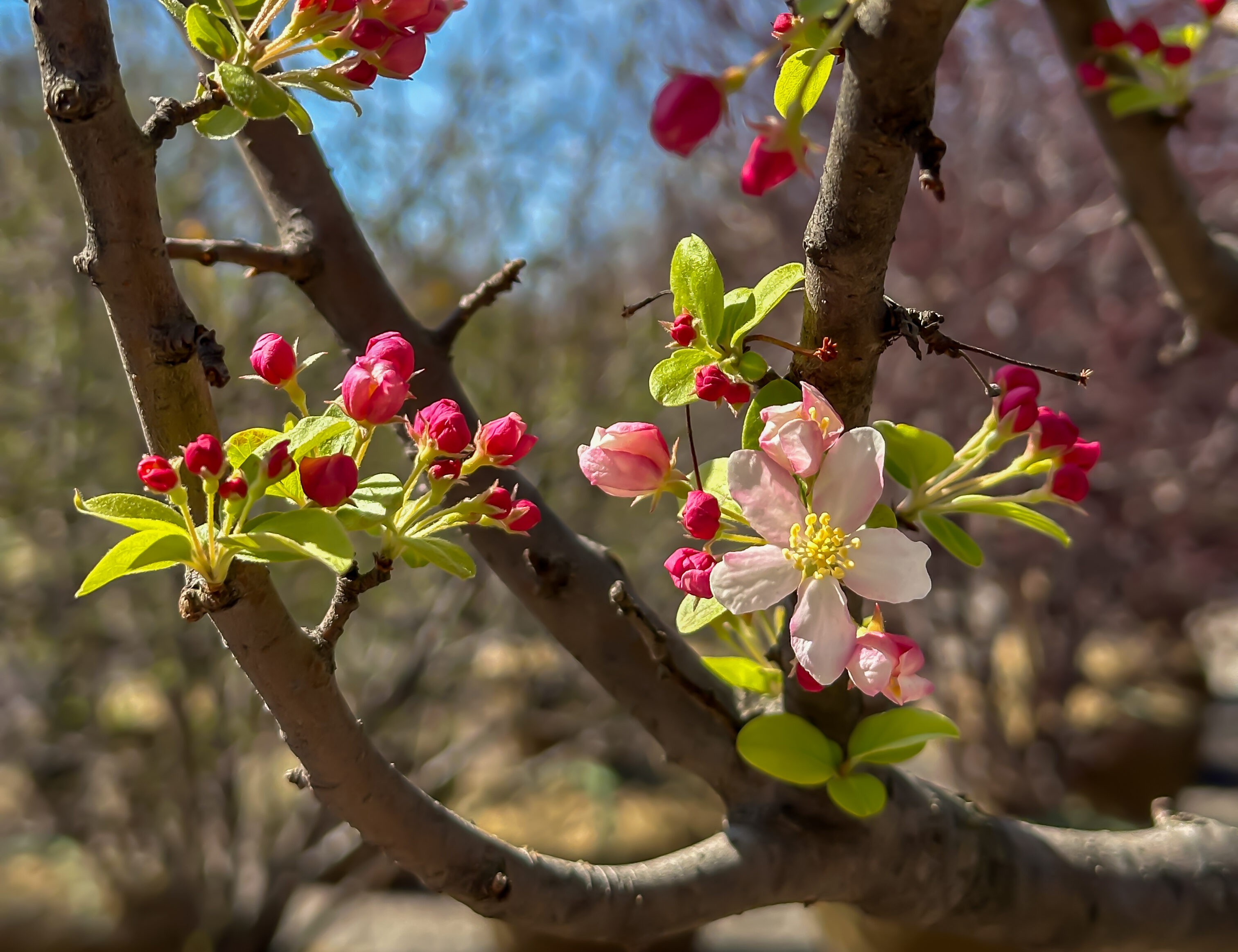 Crabapple Tree with Blossoms