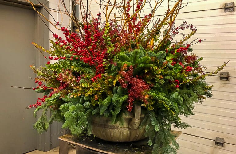 Winter Container Gardening