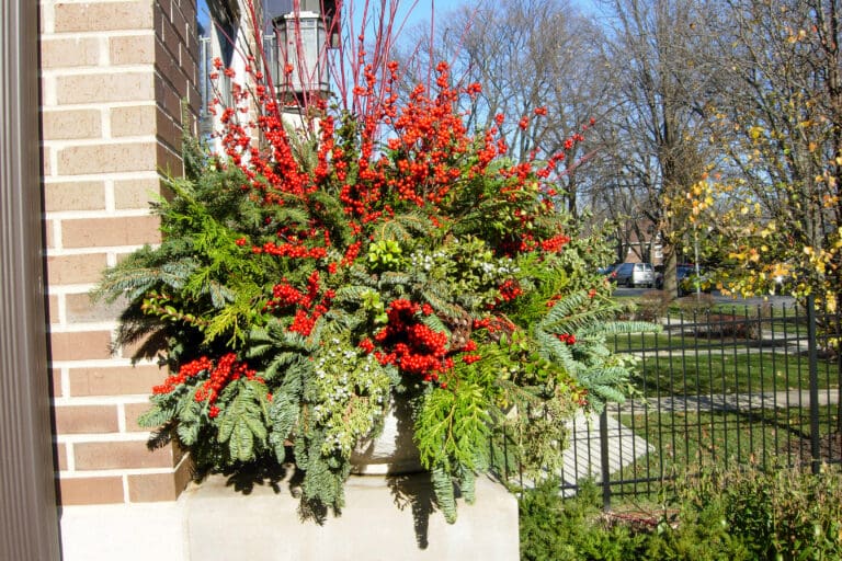 Winter Container Gardening