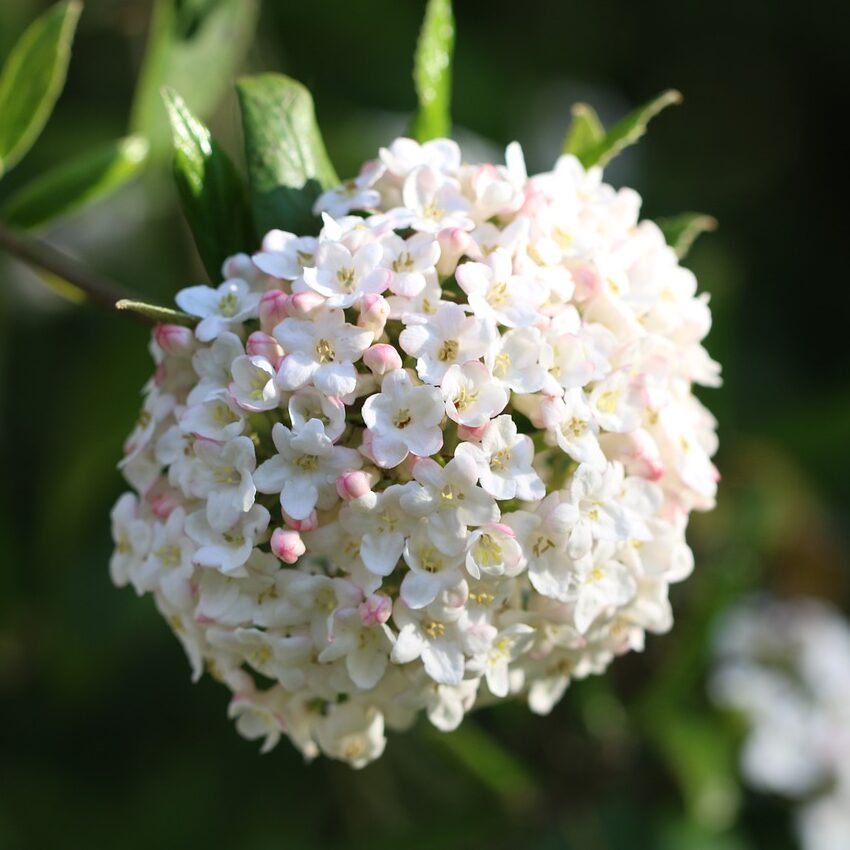 Judd Viburnum