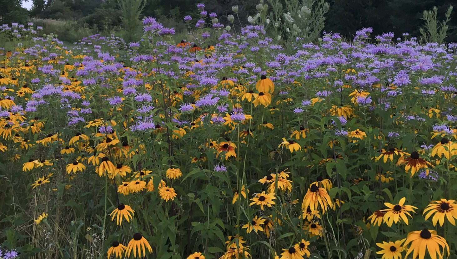 Wild Bergamot + Black Eyed Susan (1 Of 1)