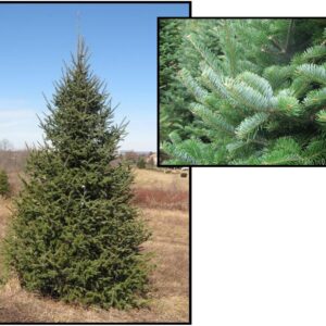 CANAAN FIR