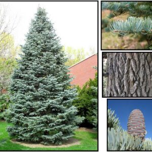 CONCOLOR FIR