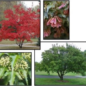 FLAME AMUR MAPLE