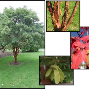 PAPERBARK MAPLE