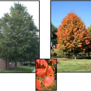 GREENCOLUMN BLACK MAPLE