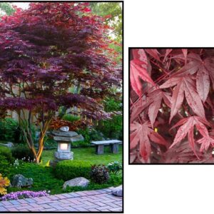 BLOODGOOD JAPANESE MAPLE