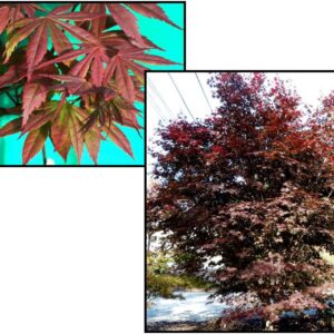 CRIMSON PRINCE JAPANESE MAPLE