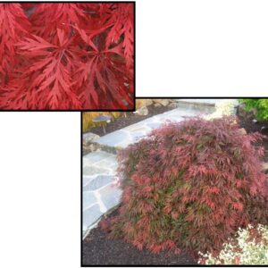 ORANGEOLA JAPANESE MAPLE