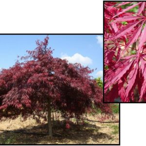 TAMUKEYAMA JAPANESE MAPLE