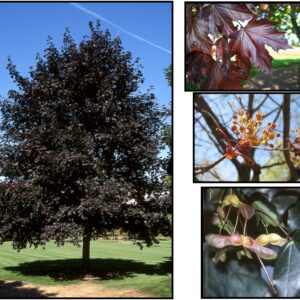 CRIMSON KING NORWAY MAPLE