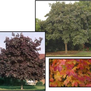 DEBORAH NORWAY MAPLE