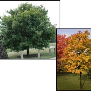 EMERALD LUSTRE NORWAY MAPLE
