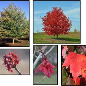RED SUNSET® RED MAPLE