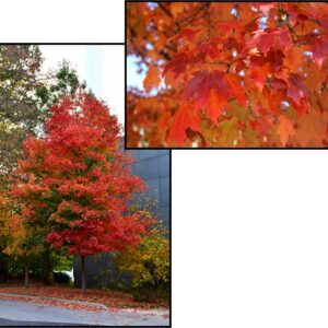 FALL FIESTA SUGAR MAPLE