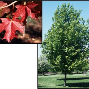 CRESCENDO™ SUGAR MAPLE