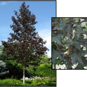 CRIMSON SUNSET® MAPLE