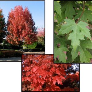 AUTUMN BLAZE FREEMAN MAPLE