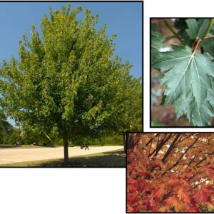 MARMO FREEMAN MAPLE