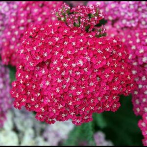 SAUCY SEDUCTION YARROW