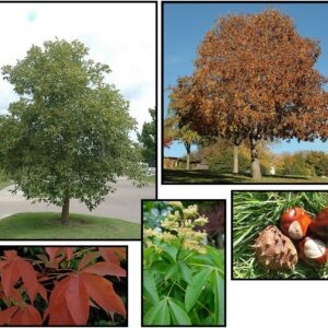 AUTUMN SPLENDOR HORSECHESTNUT