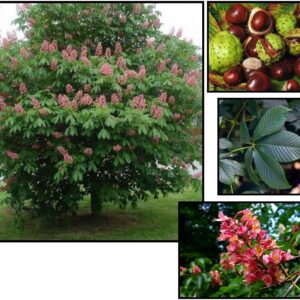 FT. MCNAIR HORSECHESTNUT