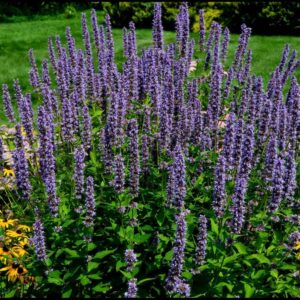 BLUE FORTUNE HYSSOP