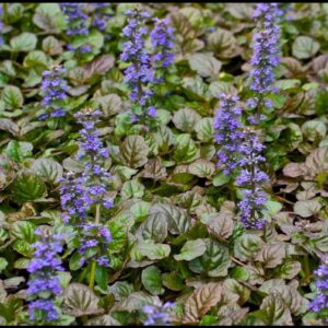 BRONZE BEAUTY BUGLEWEED