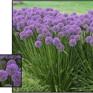 MILLENIUM ORNAMENTAL ONION