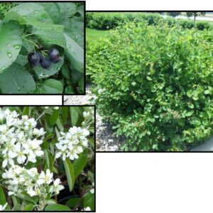 REGENT SERVICEBERRY