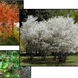 SHADBLOW SERVICEBERRY