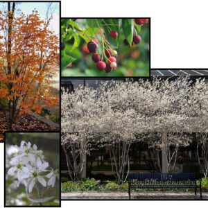 APPLE SERVICEBERRY