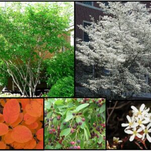 ALLEGHENY SERVICEBERRY