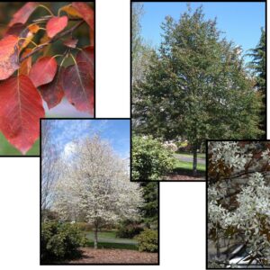SPRING FLURRY® SERVICEBERRY